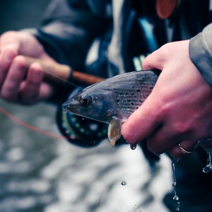 Winter Grayling fishing photo